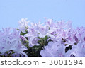 royal azalea, azalea, azaleas 3001594