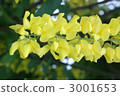 Gold Chain, bloom, blossom 3001653