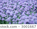 chives field, bluish purple flowers, bluish purple 3001667