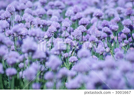 紫藍花 藍紫花 界於藍色和紫色之間的花 3001667