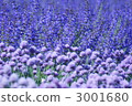 bluish purple flowers, chive, schoenoprasum 3001680