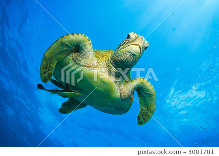 綠海龜 綠海龜 3001701