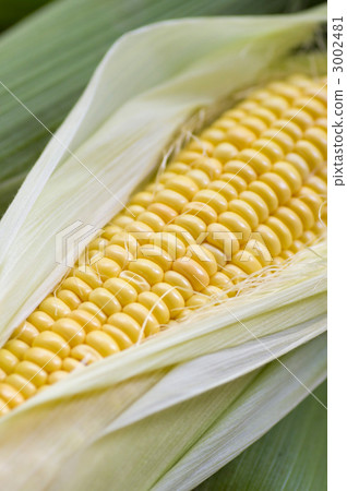 新鮮玉米 新鮮玉米 3002481