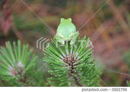 Frog in a pine needle Frog in a pine needle 3002790