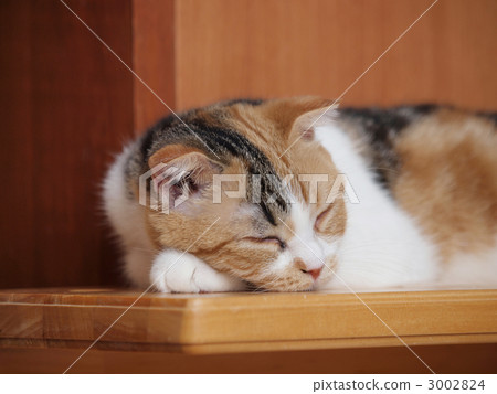 Sleeping cat (Scottish fold) 3002824