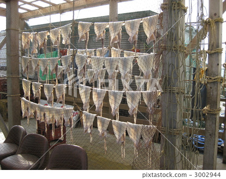 Squid curtain in Ajigasawa town, Aomori prefecture 3002944