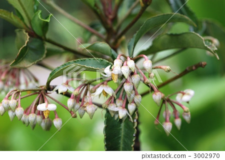 Manjou Manjou 3002970