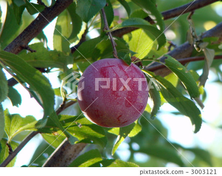 Plum 3003121