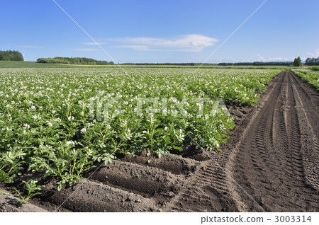 potato field, bloom, blossom 3003314
