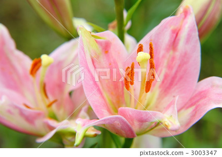 Lily flower Lily flower 3003347
