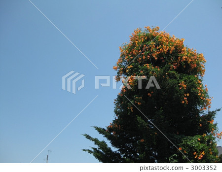 Nozen Kazura climbing on a tree Nozen Kazura climbing on a tree 3003352