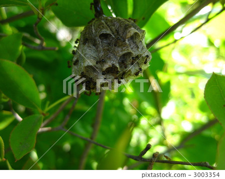 Ali attacking beehive 3003354