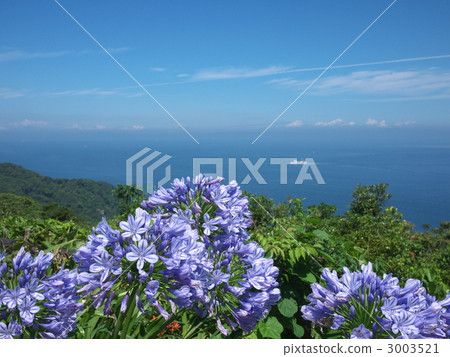  Agapanthus 3003521