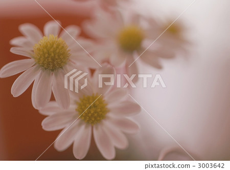 himeazumagiku, bloom, blossom 3003642