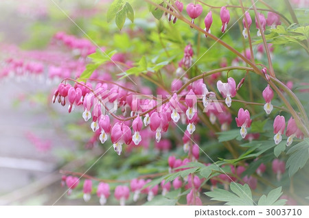lamprocapnos spectabilis, alpine plant, pink 3003710