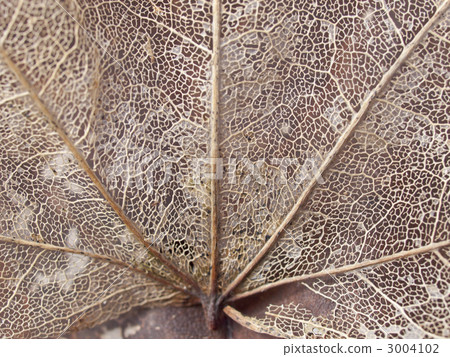 靜脈靜脈 3004102