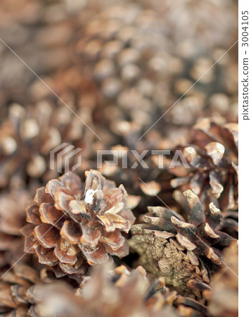 Many pine cones 3004105