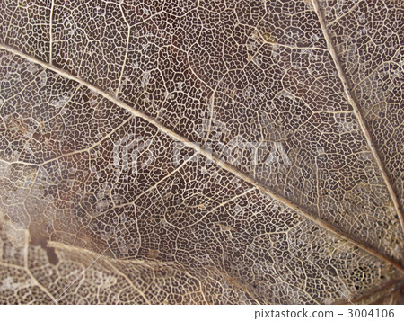 Vein (oblique) 3004106