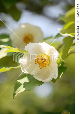 Saruwood's flowers Saruwood's flowers 3004133