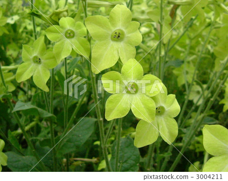Nicotiana 3004211
