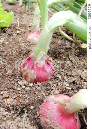 Red onion near harvest 3004229