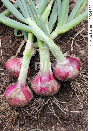 紅洋蔥的收穫 紅洋蔥的收穫 3004232