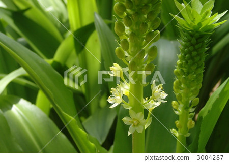 July Pineapple Lilly · Phellodendaceae 02 3004287