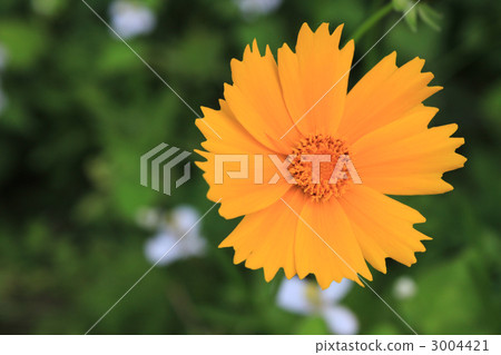 鬼針草 植物 植物學 3004421