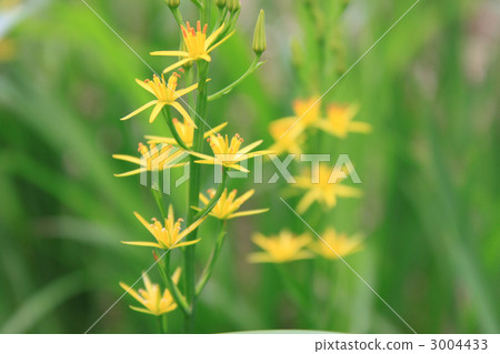 bog asphodels, liliaceae, botanic 3004433