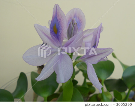 紫色的花 花朵 花 3005290