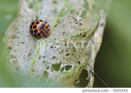 Rui yoda Madara Tentou 3005445