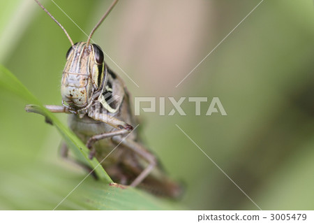 室內裝潢面朝上 3005479