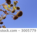 sunflower, sunflowers, late summer 3005779