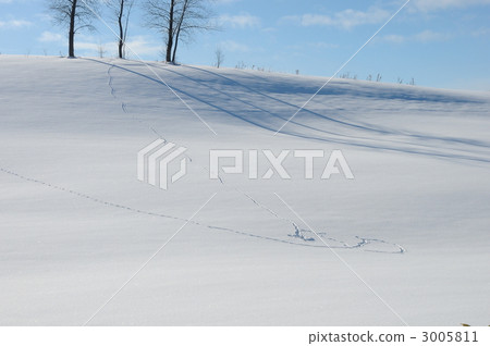 Shadow of snowy field and tree 3005811