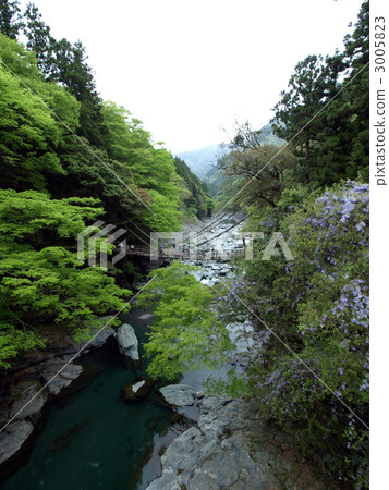 Iya的Kazura橋 3005823