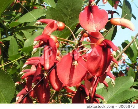 Perfect for summer flowers. Red flower of passion American flower of Deigo. Perfect for summer flowers. Red flower of passion American flower of Deigo. 3005873