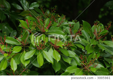 黑松 黑松 3005981