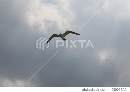 Umineko sea cat birds Seagull Seagull family 3006811