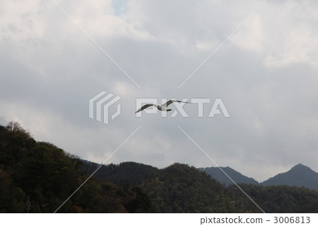 Umineko sea cat seagull species Seagullaceae birds bird 3006813