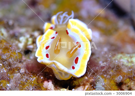 海參 海參 3006904