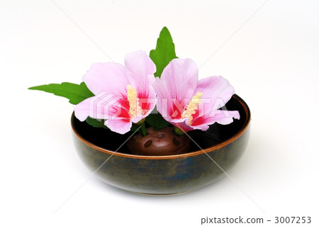 Ikebana flower 3007253