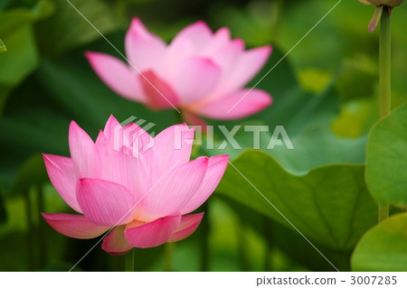 荷花池 3007285
