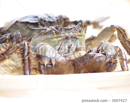 Living mules crab 3007427