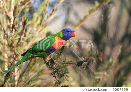 Goshiki gay parakeet 3007569