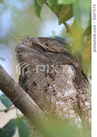 巴布亞Gamaguchi Yotaka 3007574