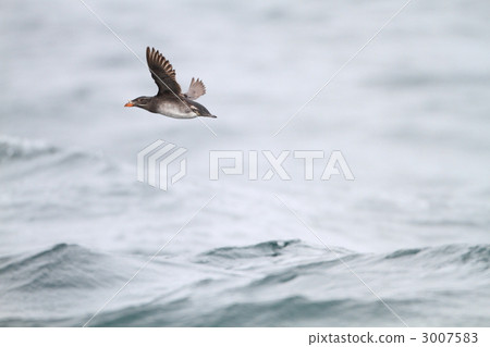 Utou的飛行 3007583