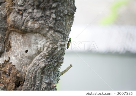 爬樹的Irides 3007585