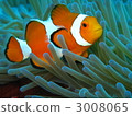 小丑anemonefish 3008065