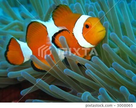 小丑anemonefish 3008065