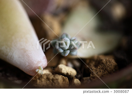 inserted leaf, echeveria, sprout 3008087